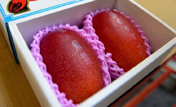 Pair of Taiyo no Tamago Mangoes in a box.