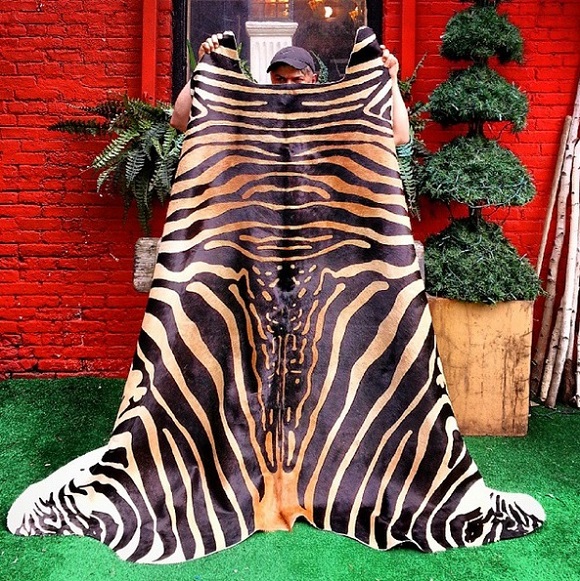 Chris Morelli holds up zebra skin.